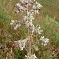 Blumea hieraciifolia var. flexuosa (C.B.Clarke) Randeria